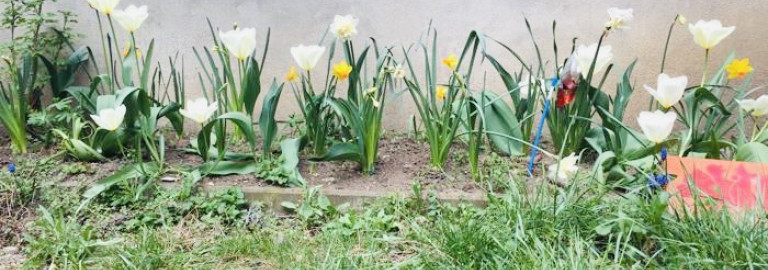 Blumen ESG Garten